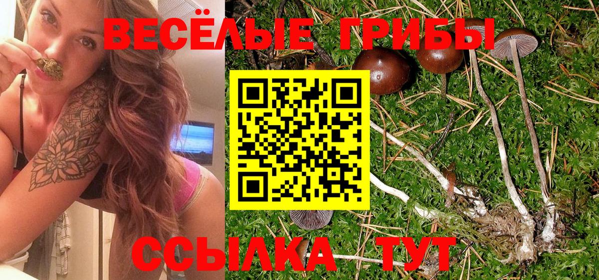 Галлюциногенные грибы Psilocybe  Вход с VPN  Назрань 